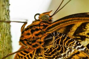 uma fechar acima do uma borboleta com laranja e Preto marcações foto