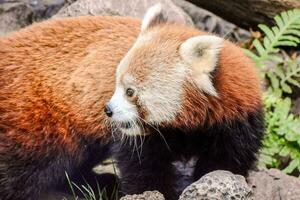 uma vermelho panda é em pé em alguns pedras foto