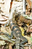 uma lagarto é sentado em a terra dentro a folhas foto