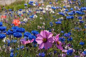 flores dentro vallorcina dentro alta savoie ,França foto