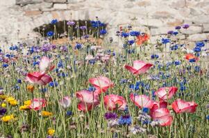 flores dentro vallorcina dentro alta savoie ,França foto