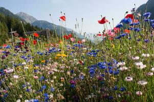 flores dentro vallorcina dentro alta savoie ,França foto