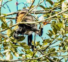 uma macaco é sentado dentro uma árvore com folhas foto