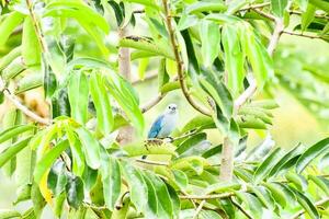 uma azul pássaro sentado em uma árvore ramo foto