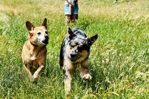 dois cachorros corrida através alta Relva dentro uma campo foto