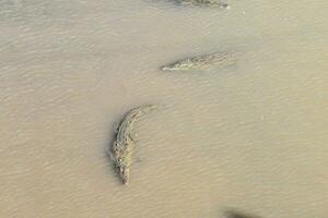 crocodilos dentro a água foto