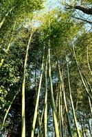 bambu árvores dentro a floresta foto