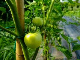 verde tomates crescendo em uma plantar dentro uma jardim foto
