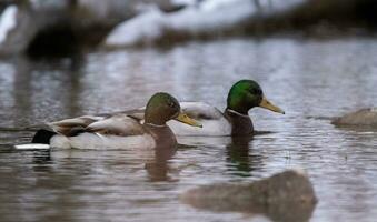 dois patos natação dentro uma rio foto