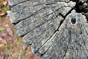 madeira textura árvore abstrato fundo natureza orgânico foto