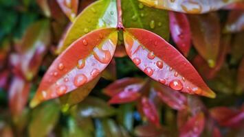 vermelho folhas com água gotas em eles foto