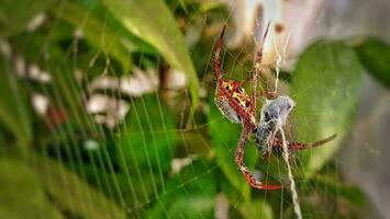 uma aranha é sentado em Está rede comendo inseto foto