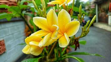 amarelo flores com água gotas em eles foto