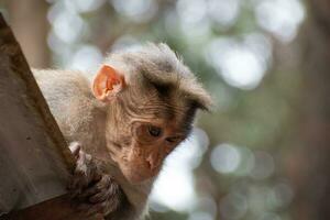 Rhesus macaco sentado e olhando por aí foto