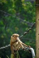 cenário do a toque macaque é uma avermelhado Castanho colori velho mundo macaco endêmico para sri lanka foto