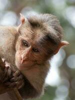 Rhesus macaco sentado e olhando por aí foto