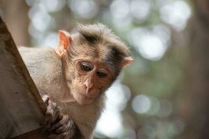 Rhesus macaco sentado e olhando por aí foto