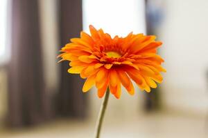 laranja gerbera flor. foto