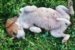 uma fofa beagle deitado em Está costas em verde Relva dentro a Relva campo. foto