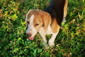 uma fofa beagle cachorros andar em uma campo dentro tarde às pôr do sol. foto