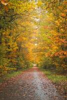 colorida outono floresta dentro grande kempen nacional parque, Oriental Bélgica durante pôr do sol. uma andar através a região selvagem dentro a flandres região dentro novembro foto