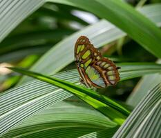 borboleta sentado em uma folha foto