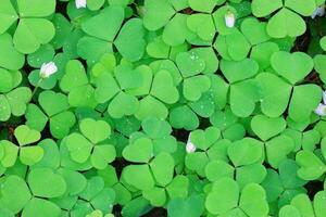 st. patrick's dia celebração, festivo irlandês feriado com verde fundo, conceito do trevo tradição dentro marcha festival foto