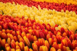 ai gerado Flor colorida vermelho verde jardim Primavera florescendo natureza flora campo beleza tulipa plantar foto