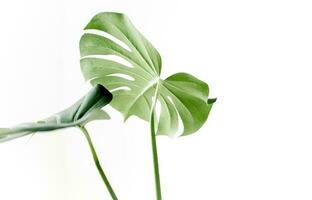 monstera folha, tropical botânico plantar dentro à moda decorativo Projeto isolado em esvaziar fundo foto