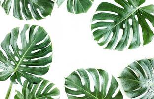 monstera folha, tropical botânico plantar dentro à moda decorativo Projeto isolado em esvaziar fundo foto