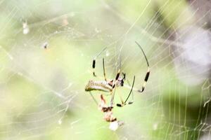 uma aranha com uma ampla Preto e amarelo rede foto