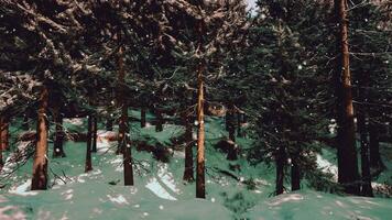 uma Nevado inverno floresta com árvores coberto dentro neve foto