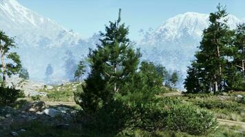 multidão do árvores iluminado de brilhante Sol dentro a Alpes foto