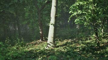 árvores da floresta arborizada iluminadas pela luz do sol dourada foto