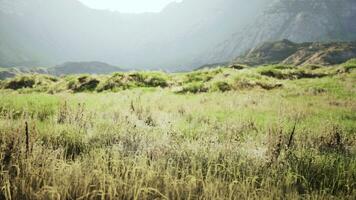 outono Relva em a pedras contra a pano de fundo do pedras foto