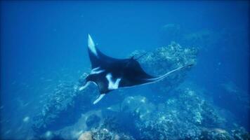 embaixo da agua Visão do pairando gigante oceânico manta raio foto