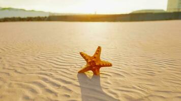 estrelas do mar em a sidade de praia foto