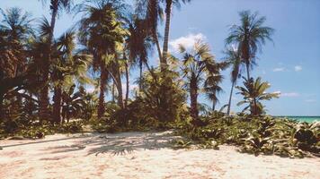 vista da bela praia tropical com palmeiras ao redor foto