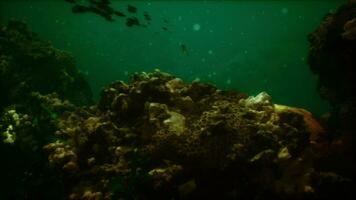 mar ou oceano embaixo da agua coral recife foto