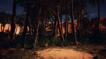 uma grupo do Palma árvores recortado contra uma estrelado noite céu dentro a deserto foto