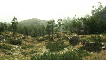uma sereno panorama com árvores e pedras dentro uma gramíneo área foto