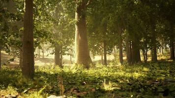 uma denso e vibrante floresta preenchidas com imponente árvores e exuberante verde folhagem foto