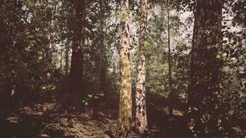 uma sereno bétula floresta com luz solar filtrando através a árvores foto