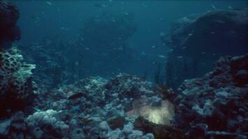 mar ou oceano embaixo da agua coral recife foto