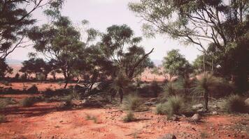 uma sereno panorama com uma grupo do árvores dentro uma grande aberto campo foto