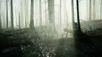 uma queimado floresta com carbonizado árvores em pé alta dentro uma desolado panorama foto