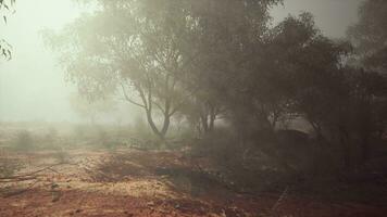 uma enevoado campo com distante árvores foto