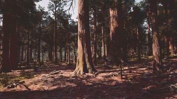 uma denso floresta com imponente árvore foto