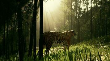 tigre dentro uma matagal do bambu congeladas Como isto cheira e escuta para Está presa foto