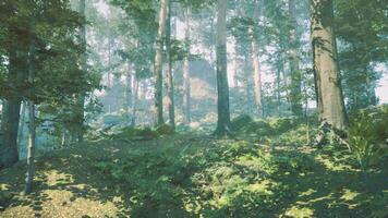 vista panorâmica da majestosa floresta perene em um nevoeiro matinal foto